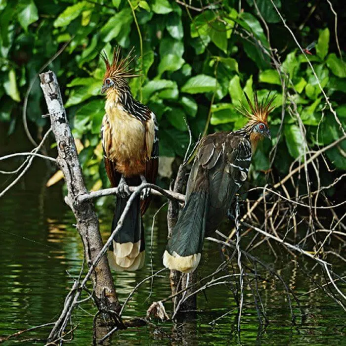 MANU TOUR – RESERVED ZONE 5 DAYS