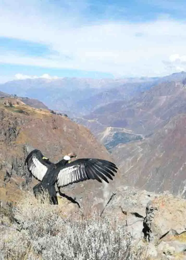 ITINERARY FOR THE COLCA CANYON TOUR - 1 DAY