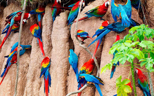 TOUR MANU ZONA CULTURAL – 3 DÍAS